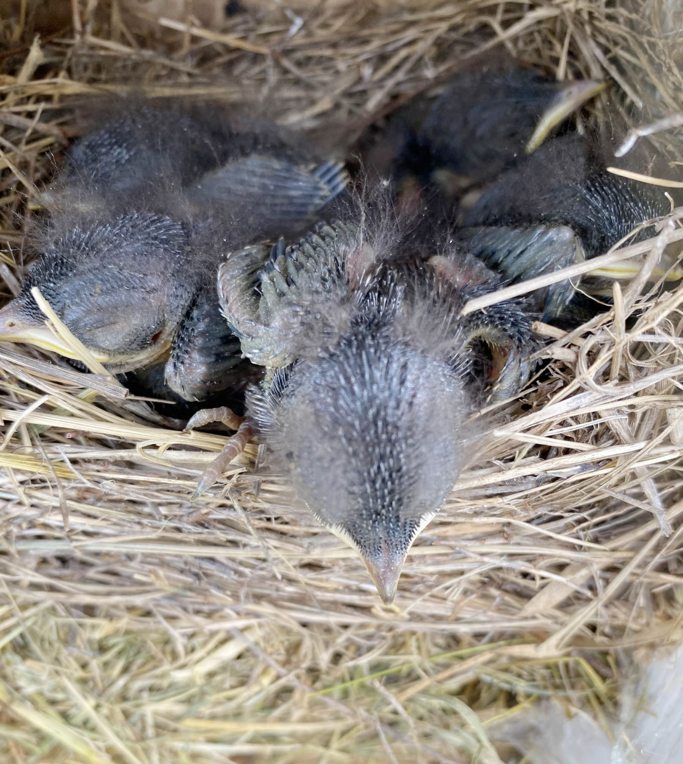 NN10 - Bluebird fledglings